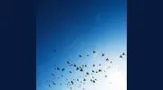 White Dove Counseling