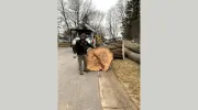 JM Tree