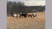 Magic Mountain Farm