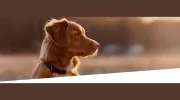 Cape Ann Veterinary Hospital