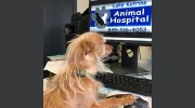 Lake Katrine Animal Hospital