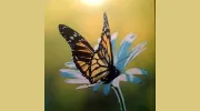 Monarch Garden & Floral Design