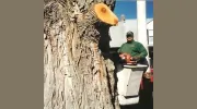 All Pro Tree & Landscaping Service