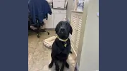 Loving Touch Animal Clinic PA