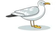 Seabird Preschool
