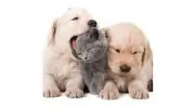 Citi Animal Hospital