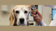 Munhall Veterinary Hospital