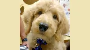 Cherokee Hills Veterinary Hospital