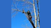 Keller Tree Service & Stump Grinding