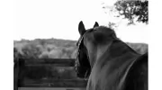 Eleventh Hour Farm & Equestrian Center