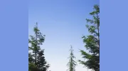 El Paso Tree Service