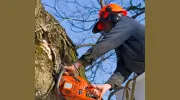 Shannon Hand Tree Care