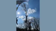 Samson Tree Service