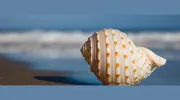 Oceans Massage & Spa