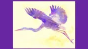 Blue Heron Acupuncture