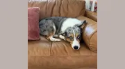 The Healing Couch Counseling