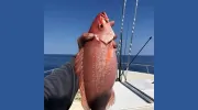 Majesty Fishing