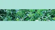 Kings Agri Seeds