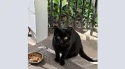All Cats Veterinary Clinic