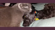 Oakland Veterinary Hospital