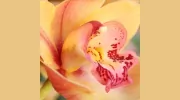 Floral Expressions and Gifts