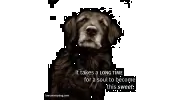 Bridgeville Animal Hospital