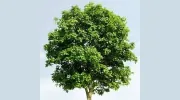 T & T Tree Service