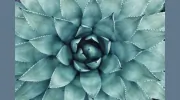 Align Acupuncture & Massage