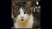 Tustin Santa Ana Veterinary Hospital