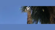 Francisco's Tree Service & Care