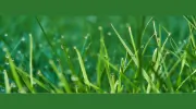 Jacob Lawn Maintenance