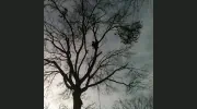 Hardwood Tree Services