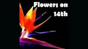 Flowers On Fourteenth
