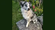 Cardigan Veterinary Clinic
