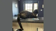 Green Springs Animal Clinic