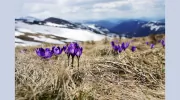 Chinese Medicine of Idaho
