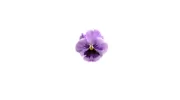 FANCY PANSY