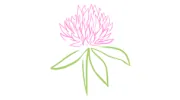 Red Clover Wellness