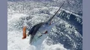 Apex Charters