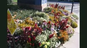 TLC Landscape