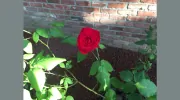 A Life Remembered