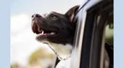 Saugahatchee Animal Hospital