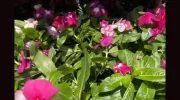 Flower Mart by Sunrise