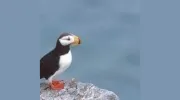Puffin Rugs