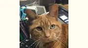 Delmont Veterinary Hospital