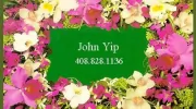 Flowers by Yip
