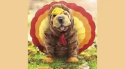 All Creatures Great & Small Animal Hospital