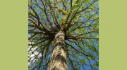 ABC Tree Services