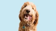 Alameda Animal Hospital
