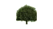 Sycamore Landscaping